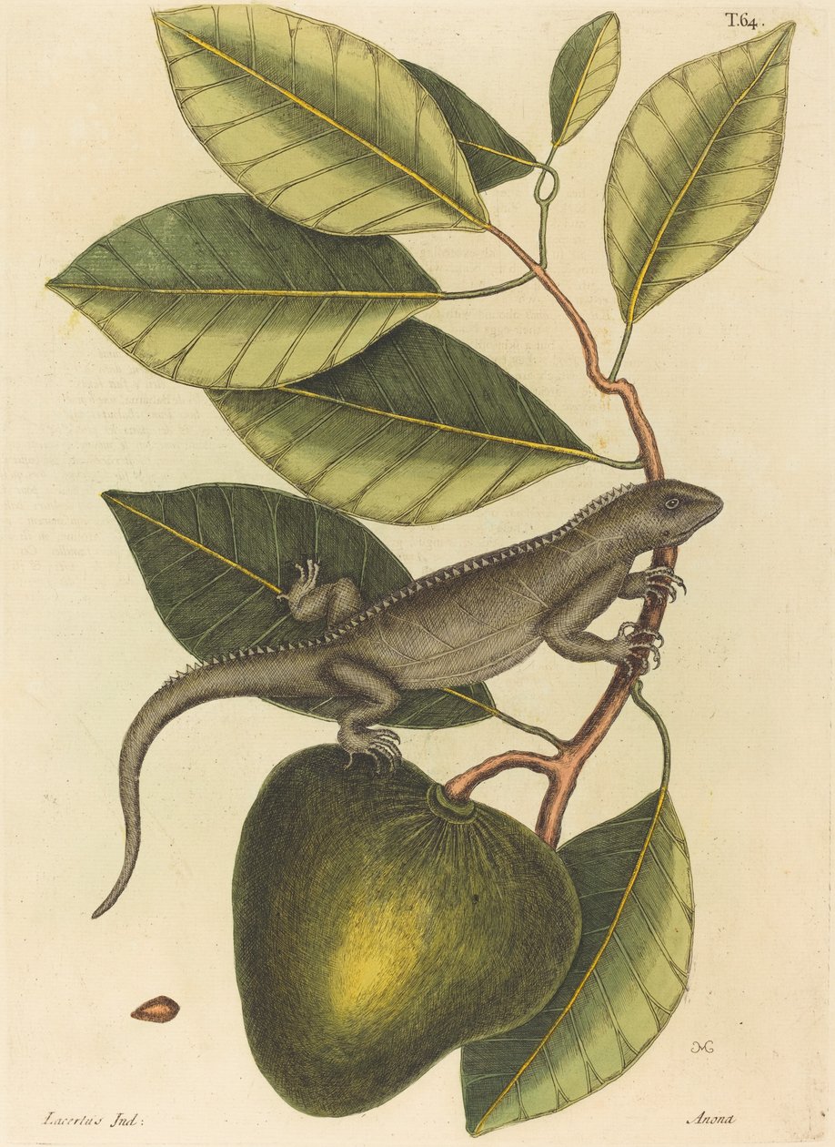 Guanaen (Iguana Lizard) av Mark Catesby