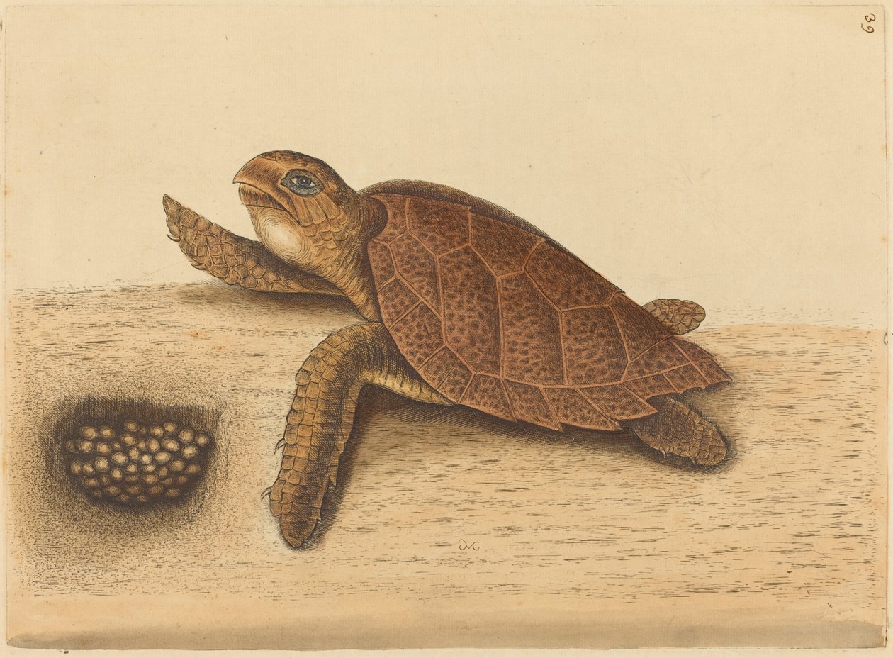 The Hawks-bill Turtle (Testudo caretta) av Mark Catesby