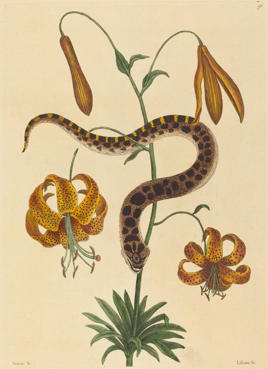Hog-nese Snake (Boa contortrix) av Mark Catesby
