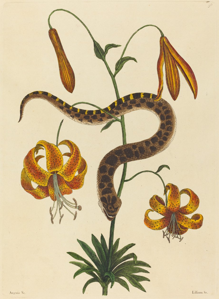 Hog-nese Snake (Boa contortrix) av Mark Catesby