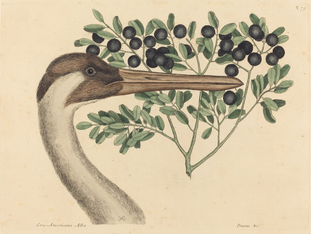 Hooping Crane (Ardea Americana) av Mark Catesby