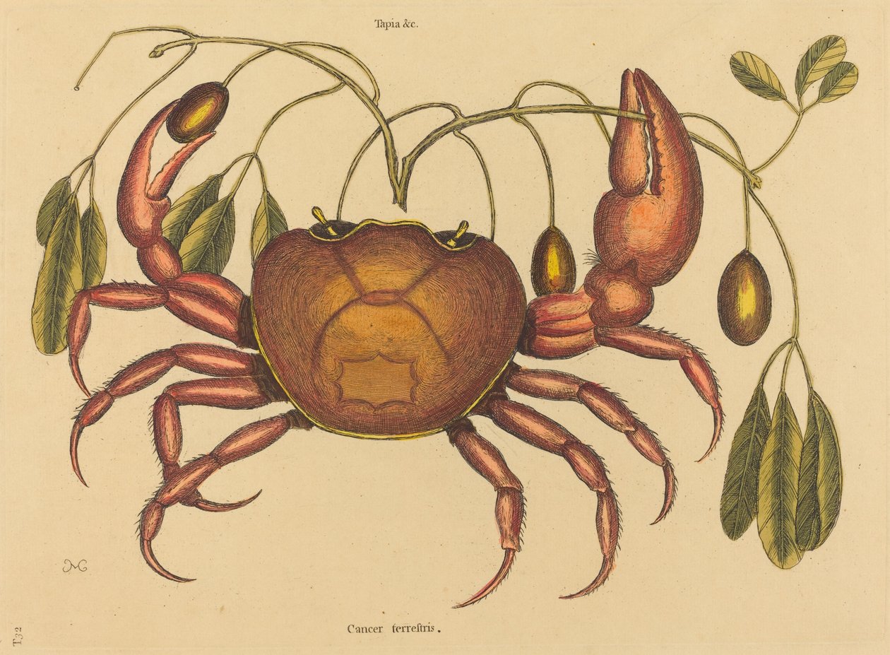 Landkrabben Cancer ruricola, utgitt 1731-1743. av Mark Catesby