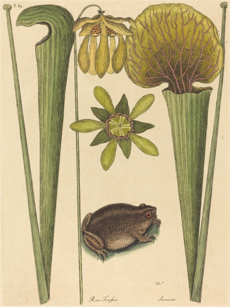 Landfrosken (Rana) av Mark Catesby