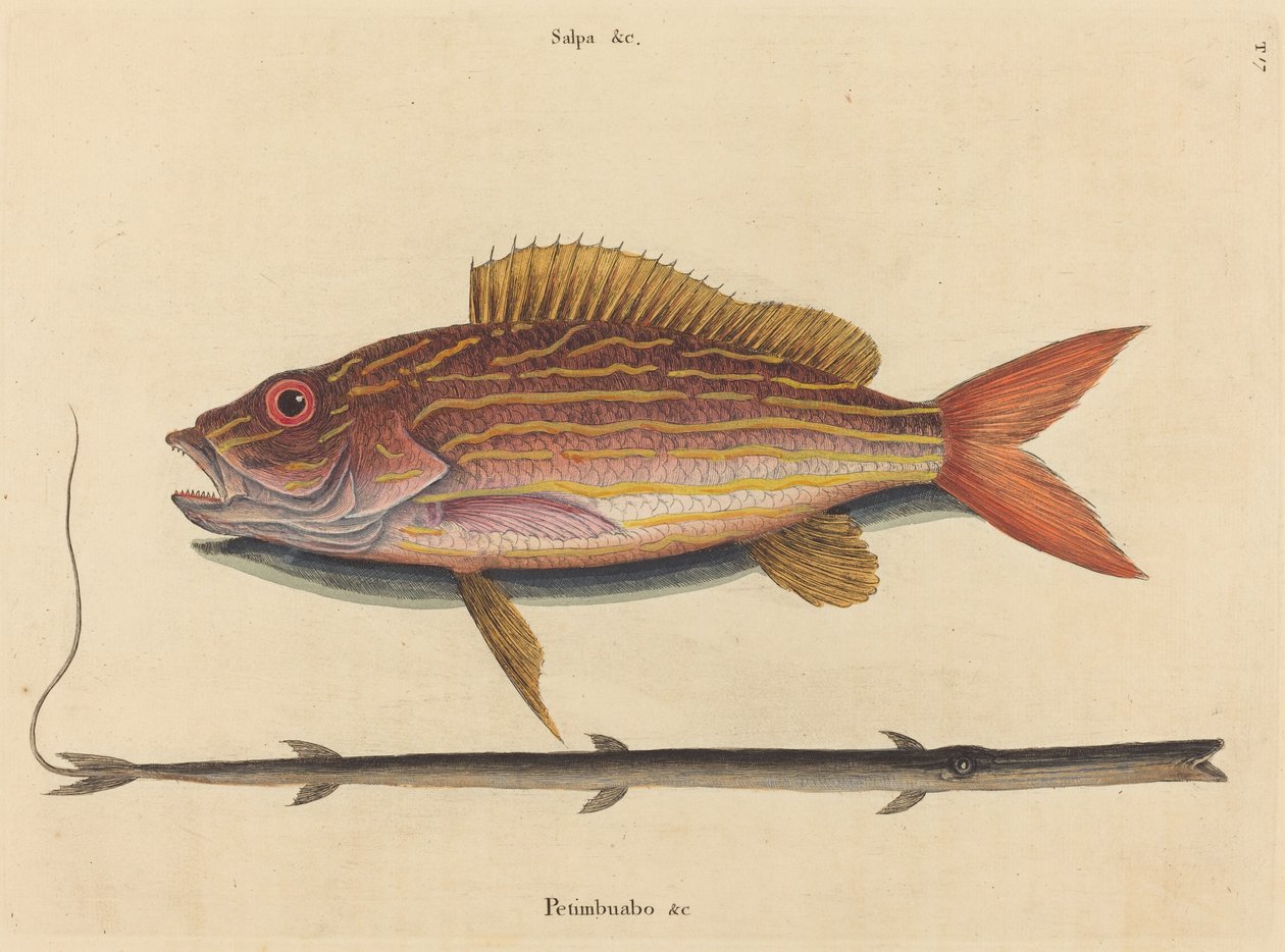 Lane-snapperen (Sparus synagris) av Mark Catesby