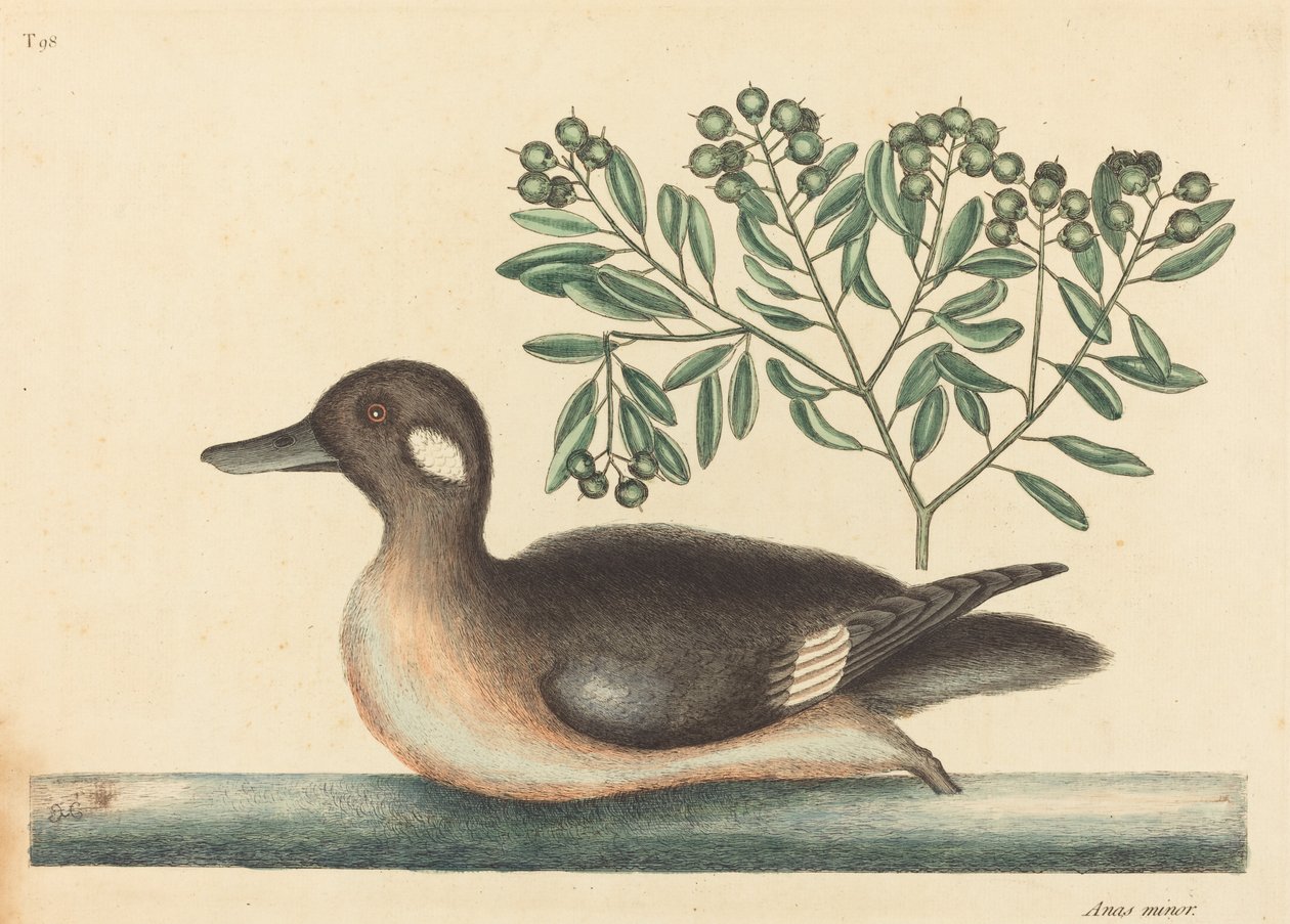 Den lille brunanden (Anas rustica) av Mark Catesby