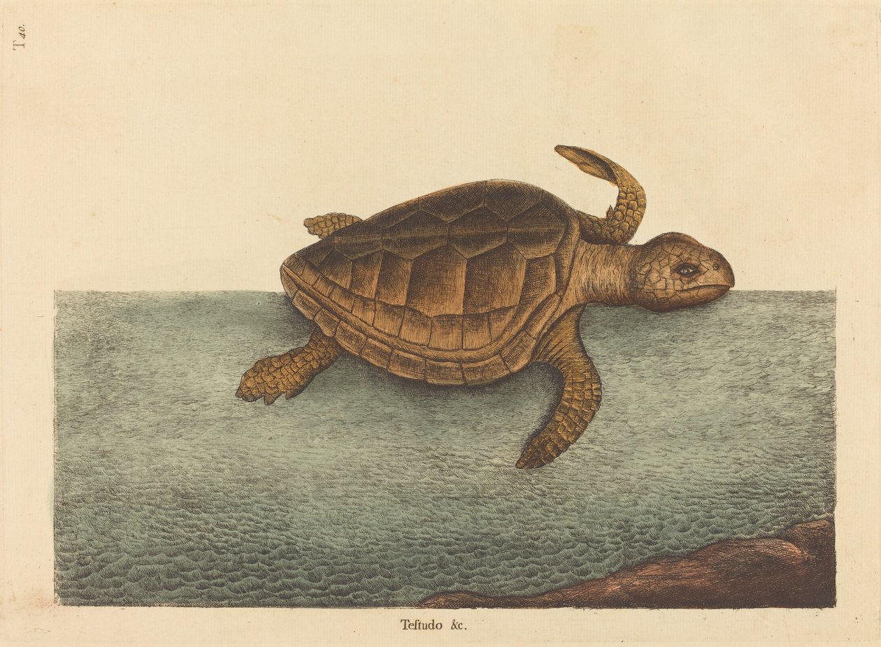 The Logger-head Turtle (Testudo Cavanna) av Mark Catesby