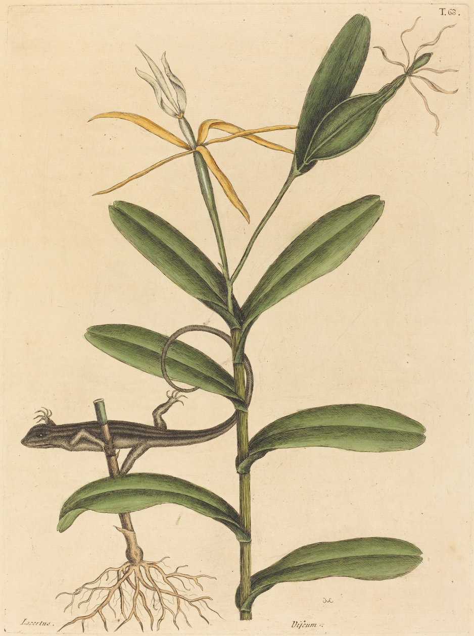 Lyon-øglen (Lacerta 6-lineata) av Mark Catesby