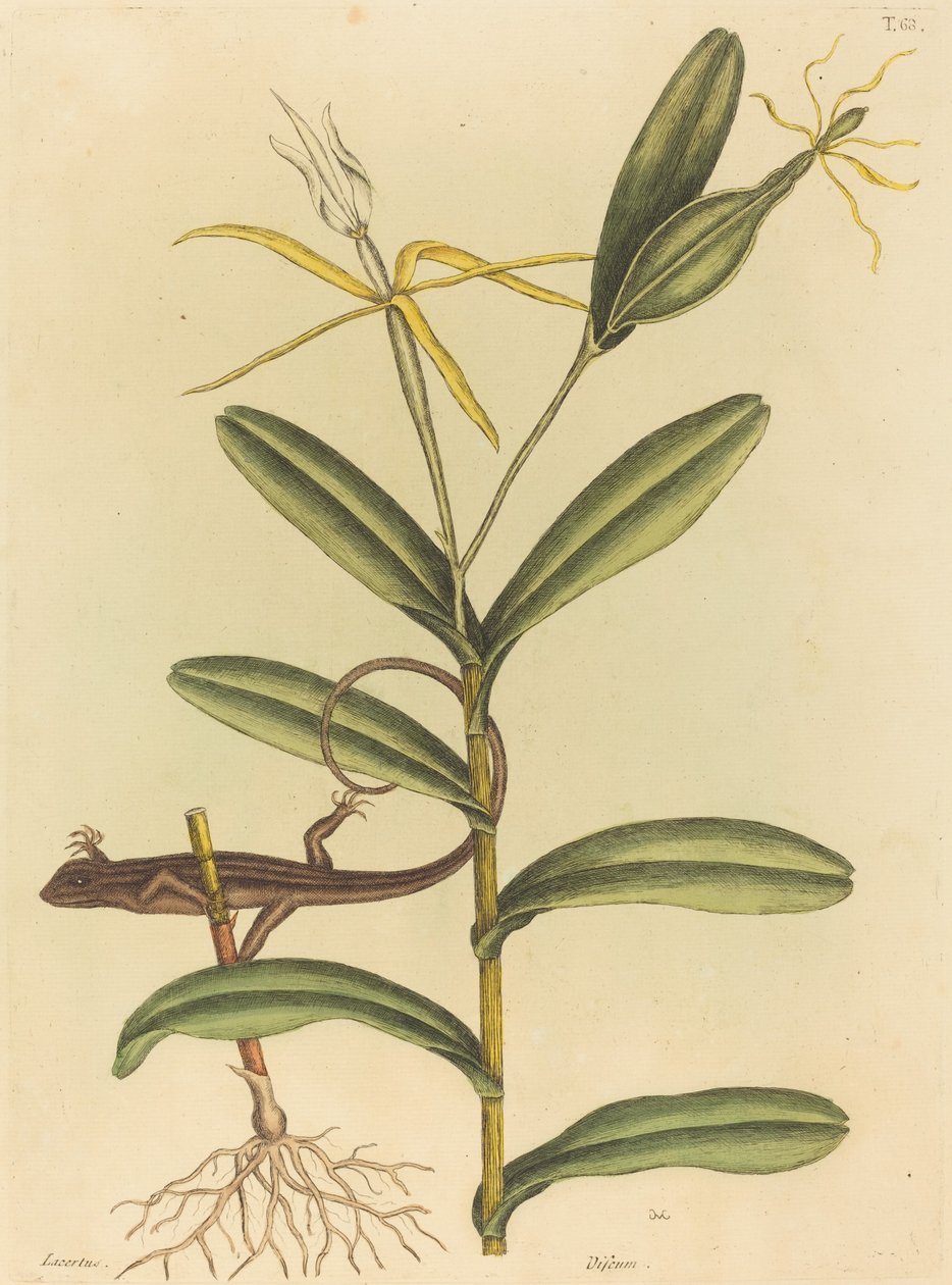 Lyon-øglen (Lacerta 6-lineata) av Mark Catesby