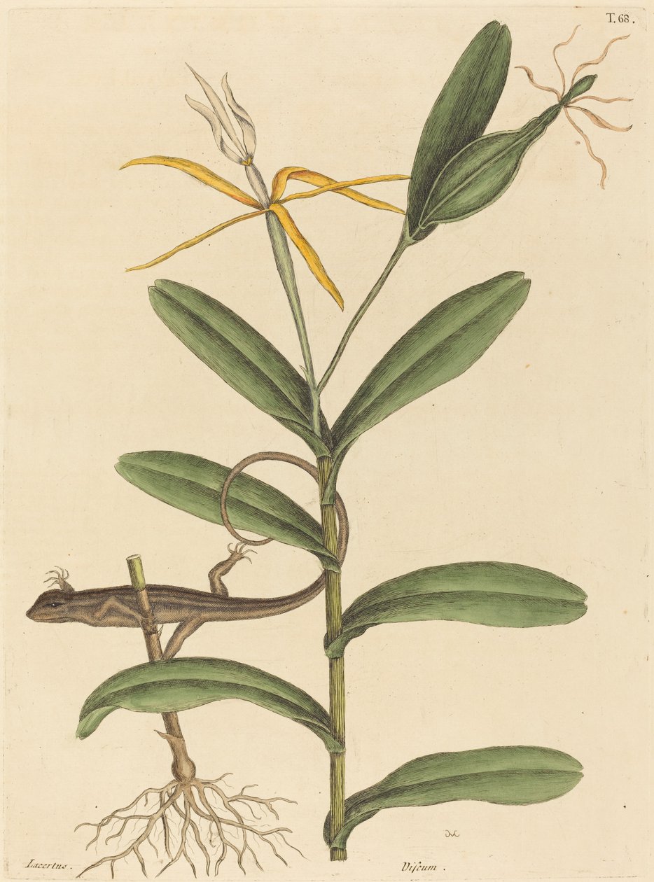 Lyon Lizard Lacerta 6-lineata, utgitt 1731-1743. av Mark Catesby