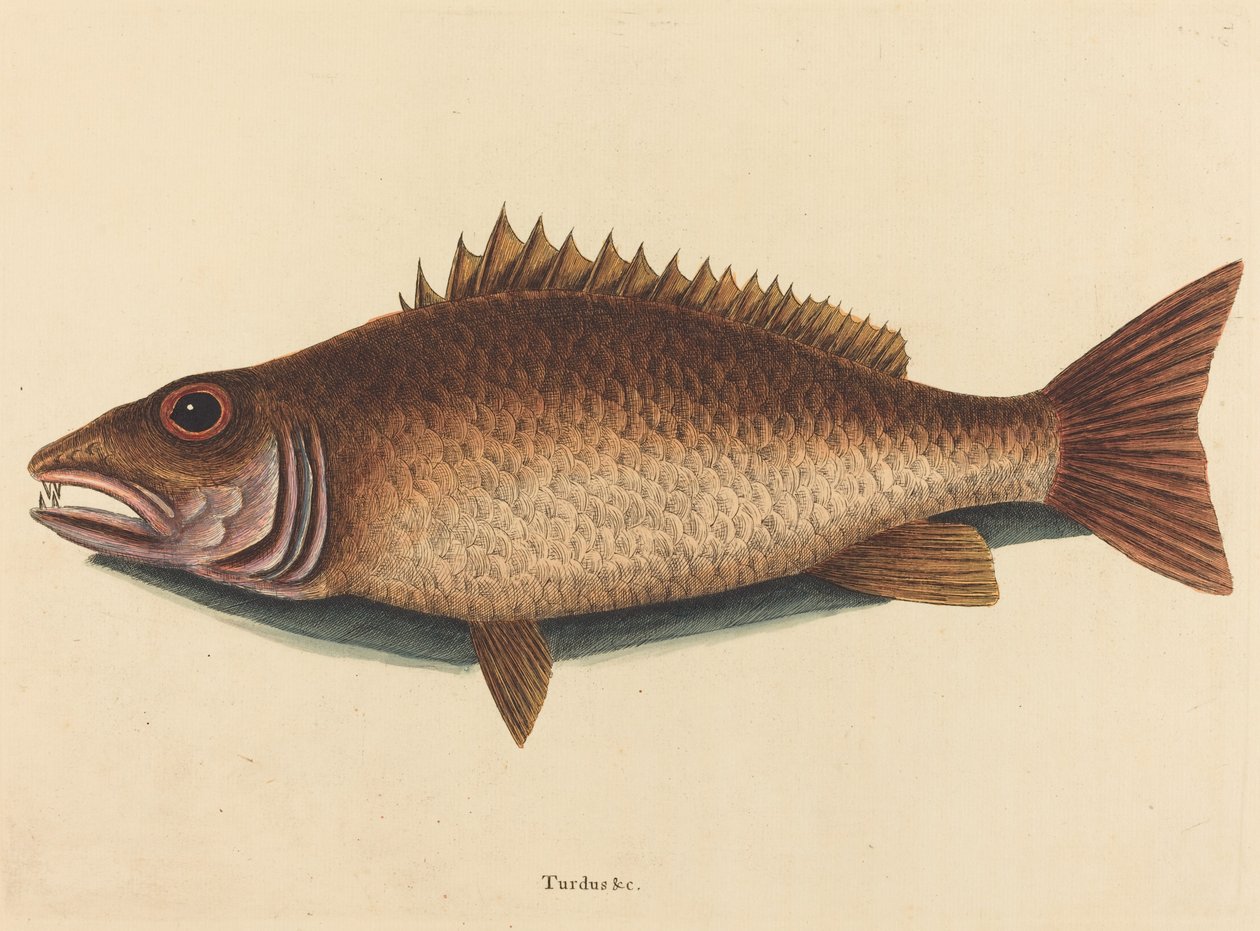 The Mangrove Snapper (Labrus griseus) av Mark Catesby