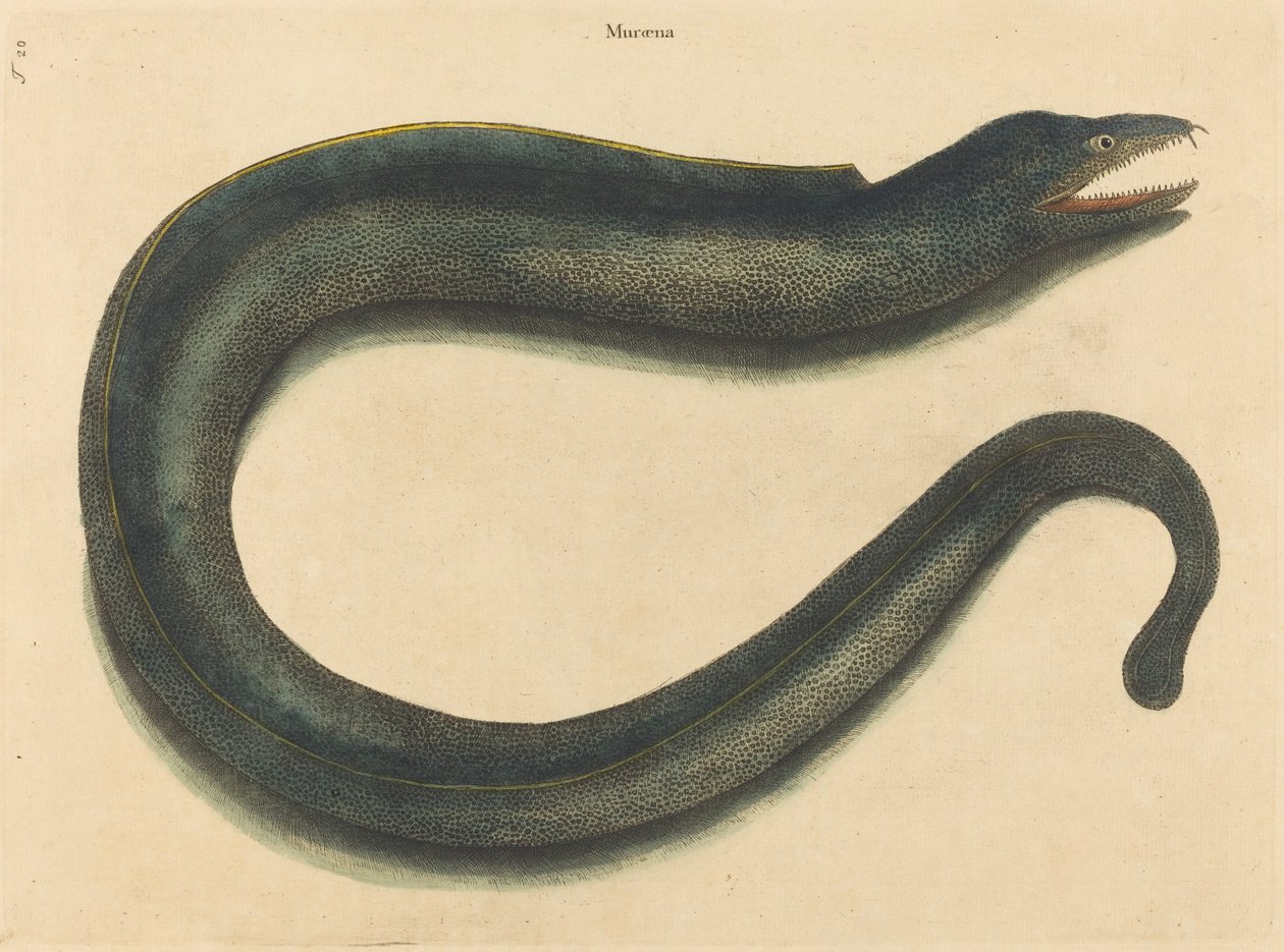 The Murray (Muraina Helena) av Mark Catesby