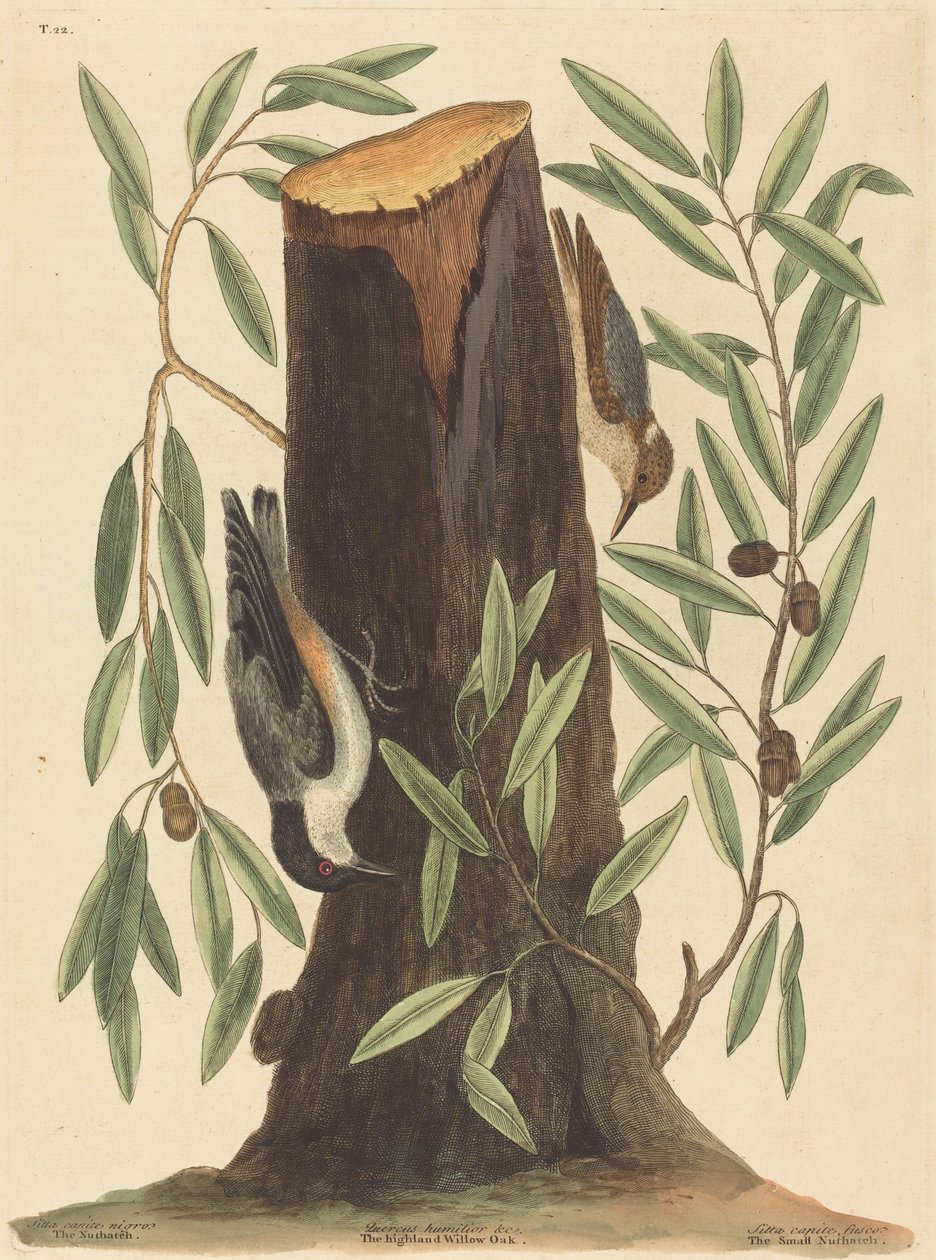 Nuthatch (Sitta Europaea) av Mark Catesby