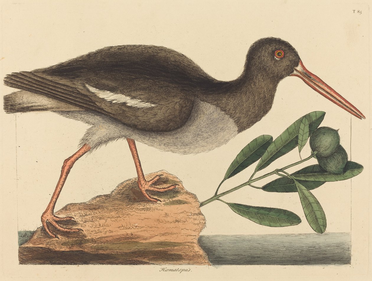 Østersfangeren Hoematopus ostralegus, utgitt 1731-1743. av Mark Catesby