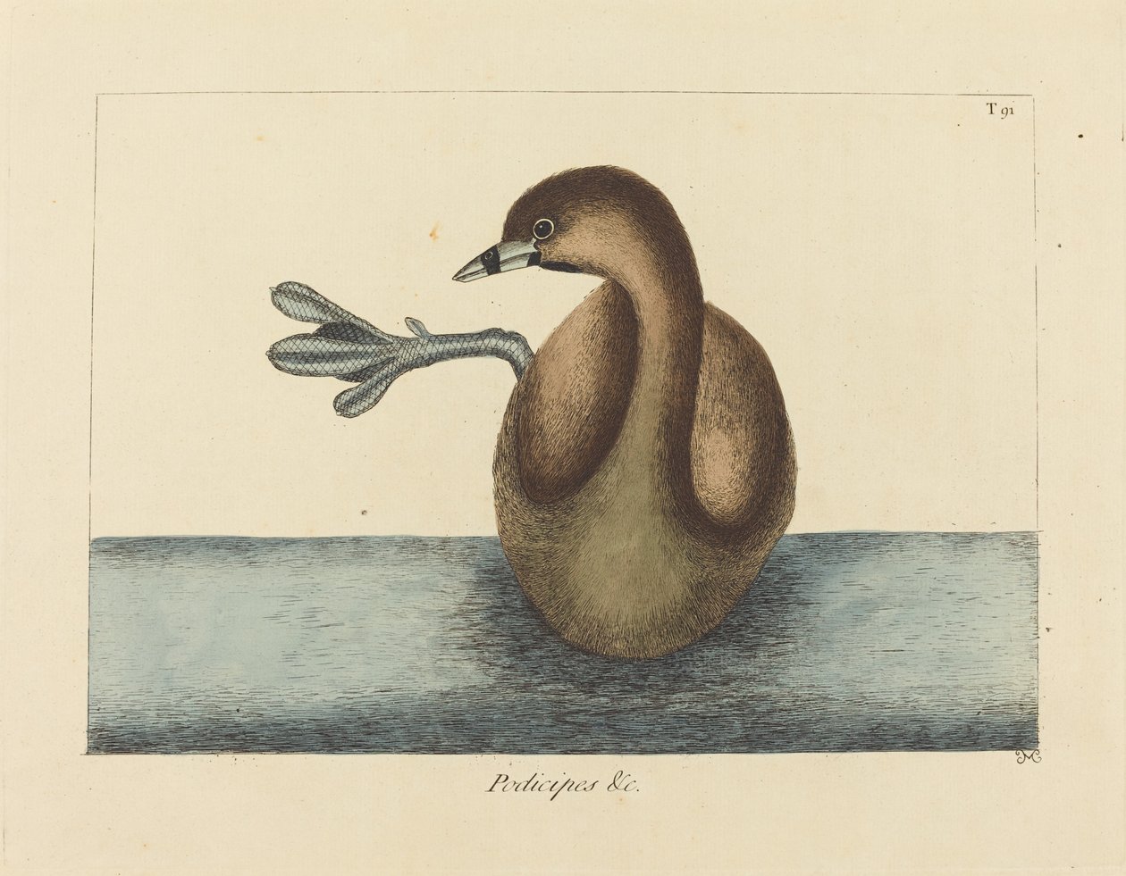 The Pied-billed Dobchick (Colymbus podiceps) av Mark Catesby