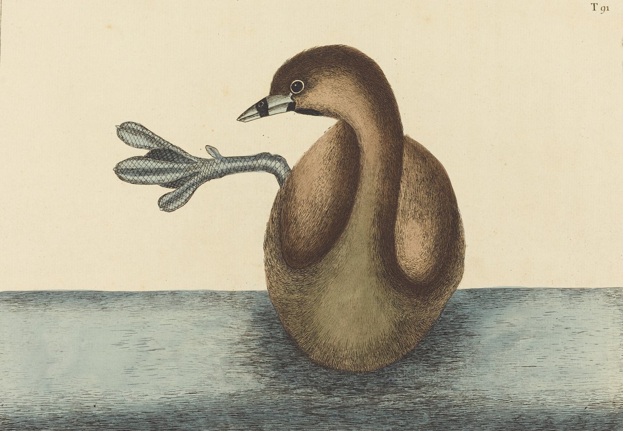 The Pied-billed Dobchick Colymbus podiceps, utgitt 1731-1743. av Mark Catesby