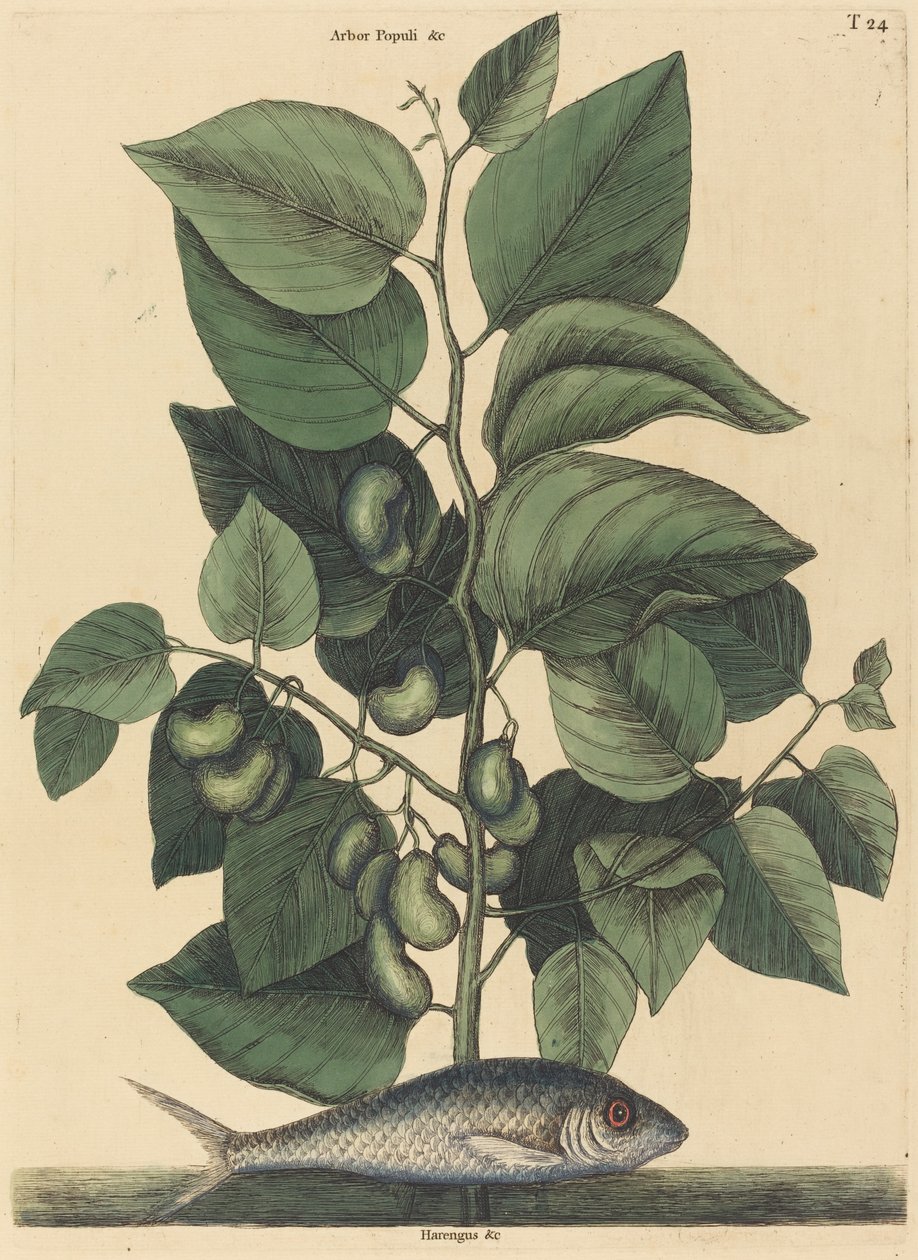 The Pilchard Argentina carolina, utgitt 1731-1743. av Mark Catesby