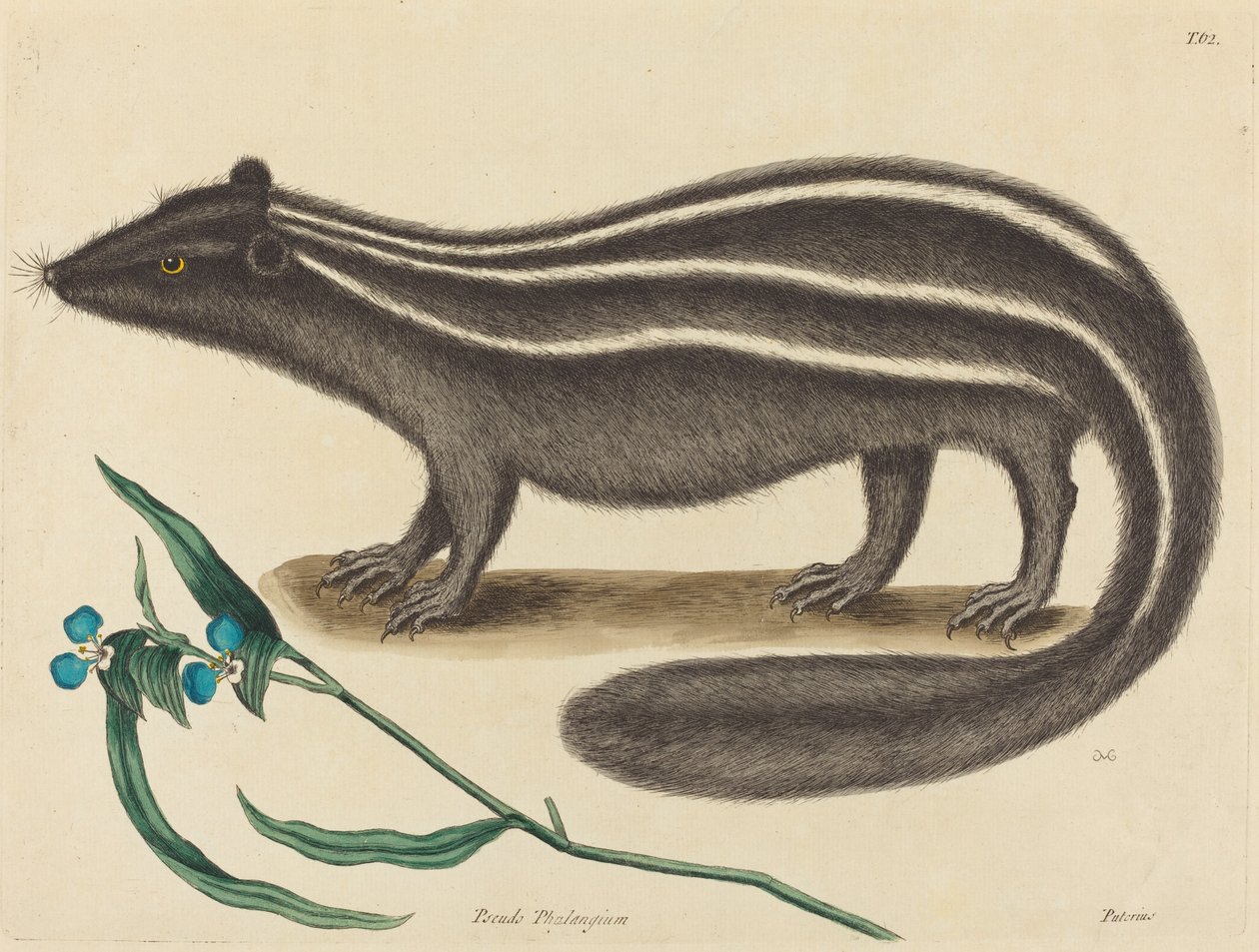 Polkatten (Viverra putorius) av Mark Catesby
