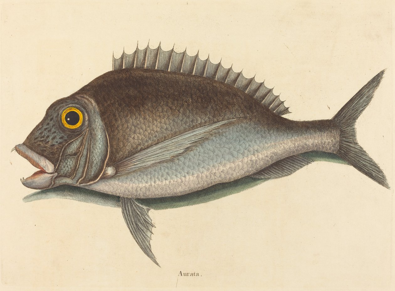 The Porgy Sparus chrysops, utgitt 1754. av Mark Catesby
