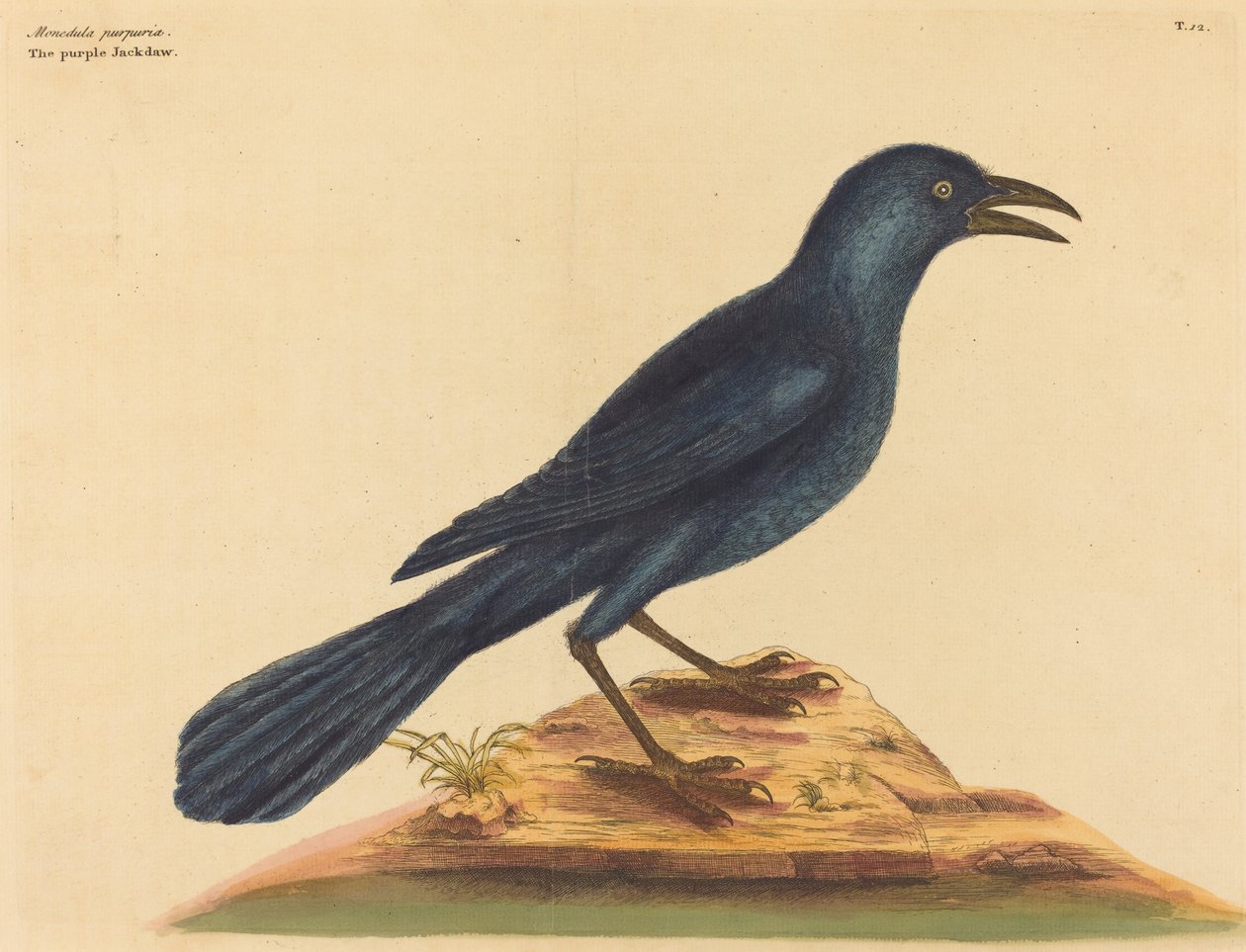 The Purple Jack Daw (Gracula Quiscula) av Mark Catesby