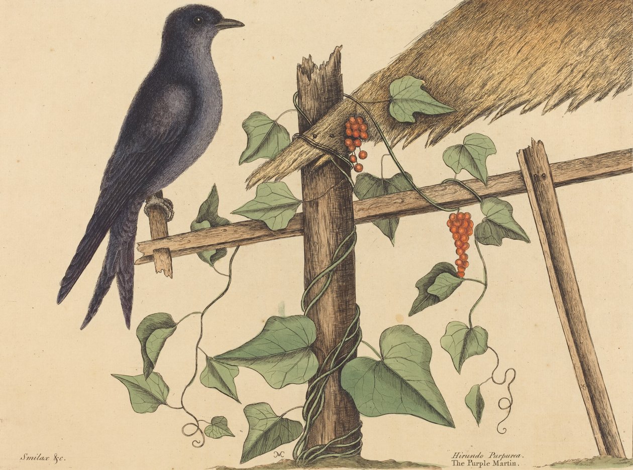 The Purple Martin Hirundo Purpurea, utgitt 1731-1 av Mark Catesby