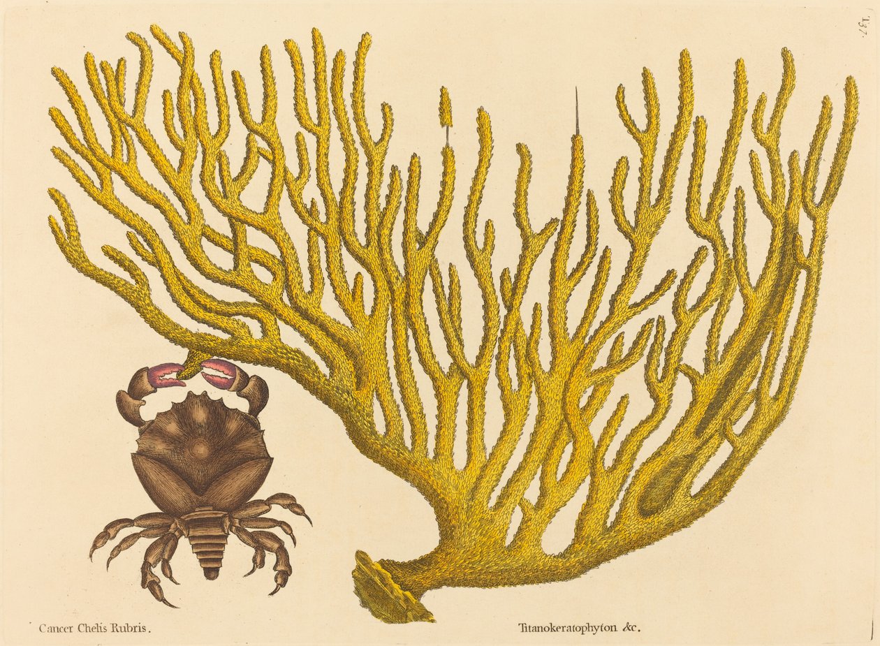 Den røde klørkrabbe (Cancer erythropus) av Mark Catesby