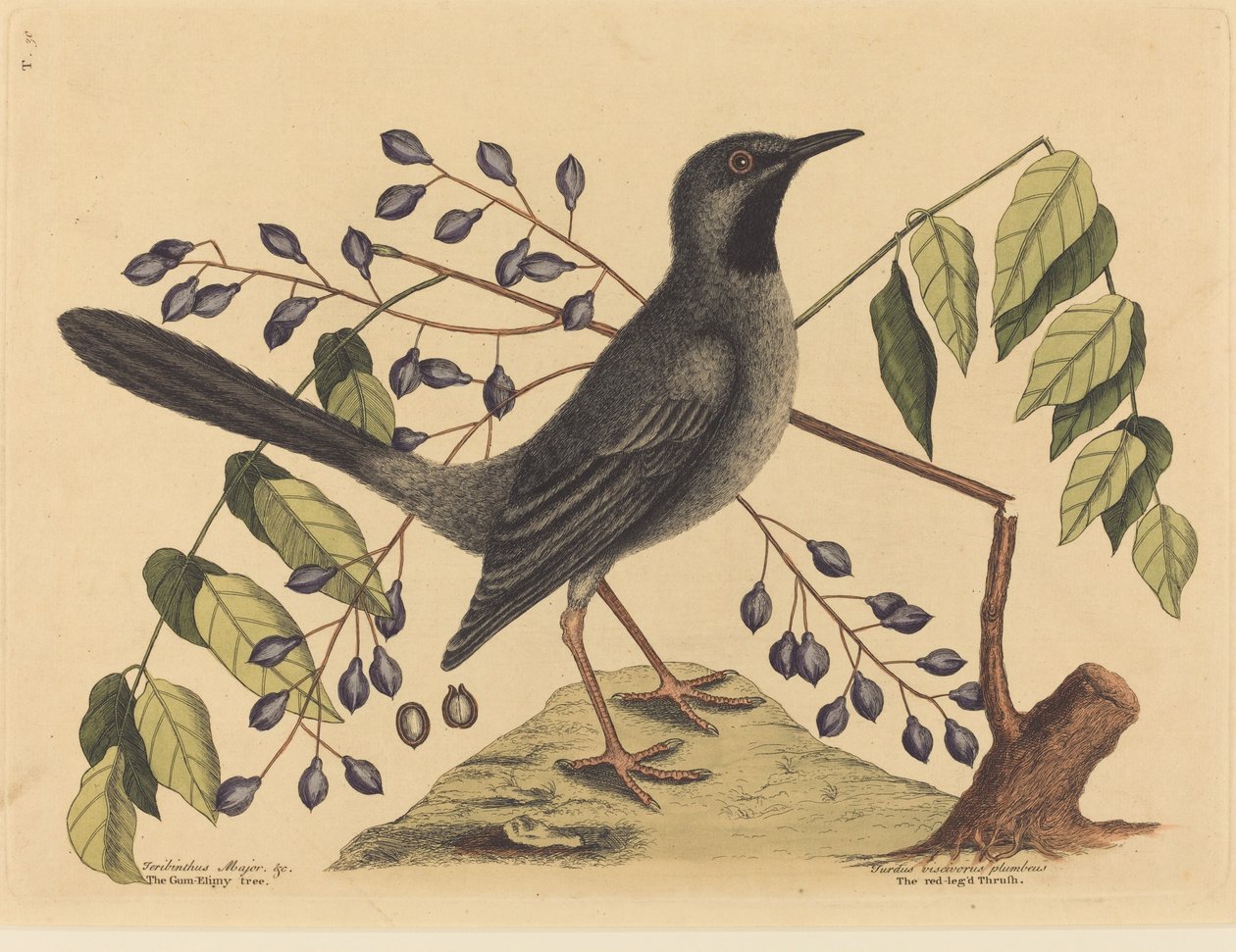 Den røde beintrosten (Turdus plumbeus) av Mark Catesby