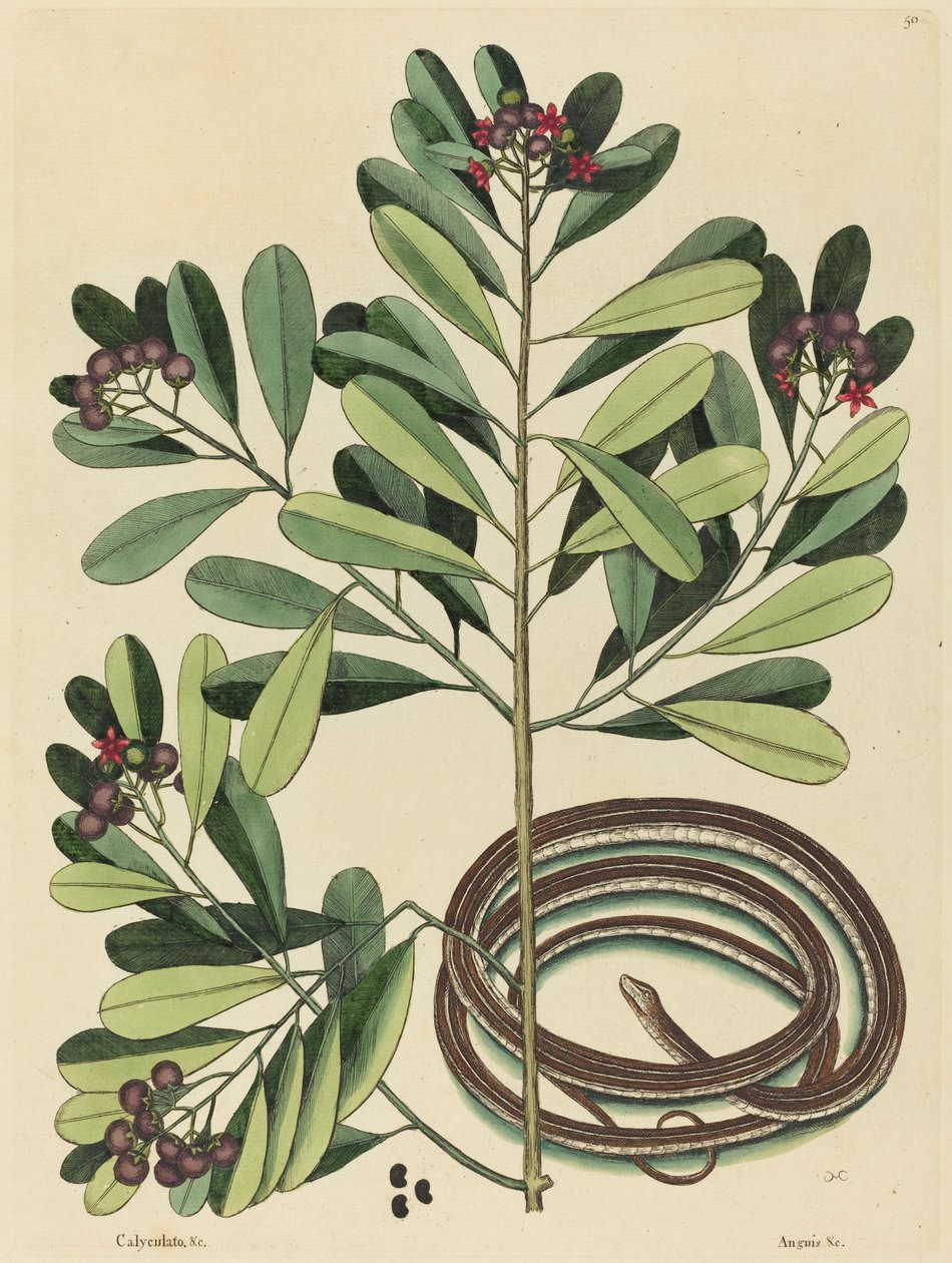 The Ribbon Snake (Coluber saurita) av Mark Catesby