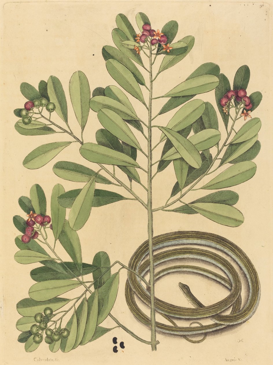 The Ribbon Snake Coluber saurita, utgitt 1731-1743. av Mark Catesby