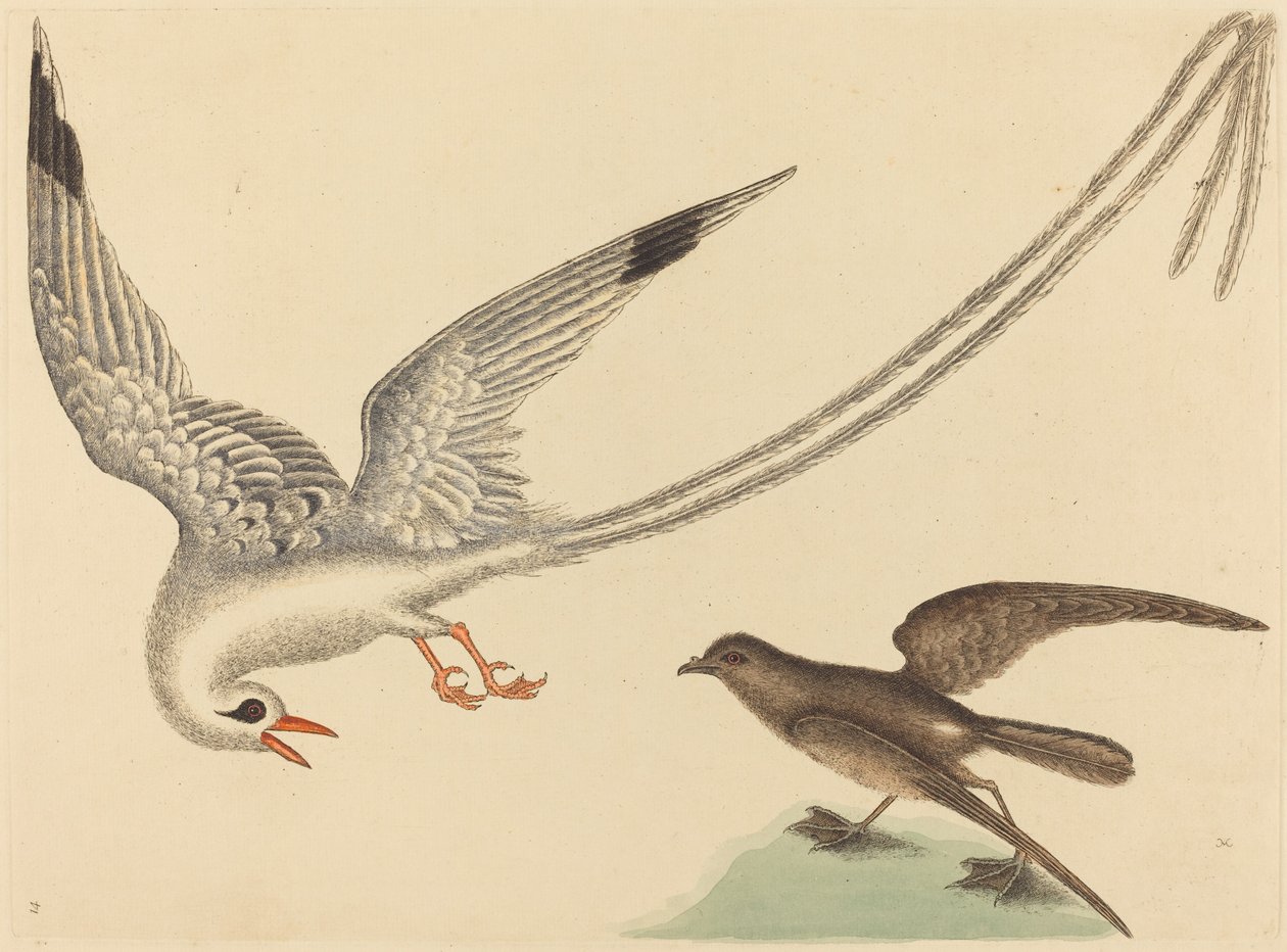 Risfuglen (Emberiza oryzivora) av Mark Catesby