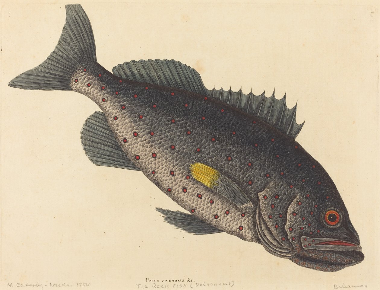 The Rock Fish Perca venenosa, utgitt 1754. av Mark Catesby