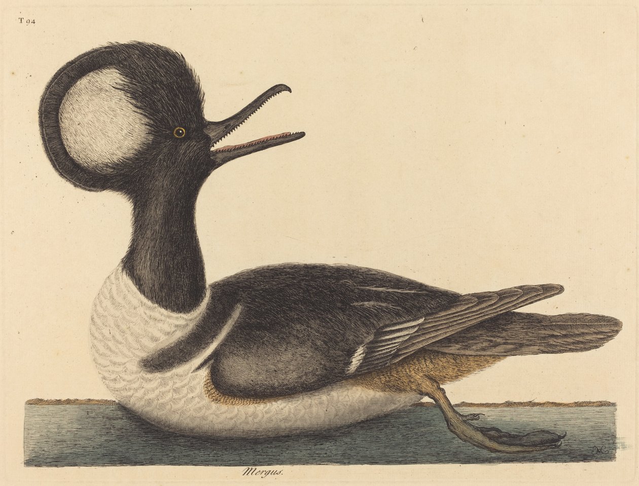 Den runde kamand (Mergus cucullatus) av Mark Catesby