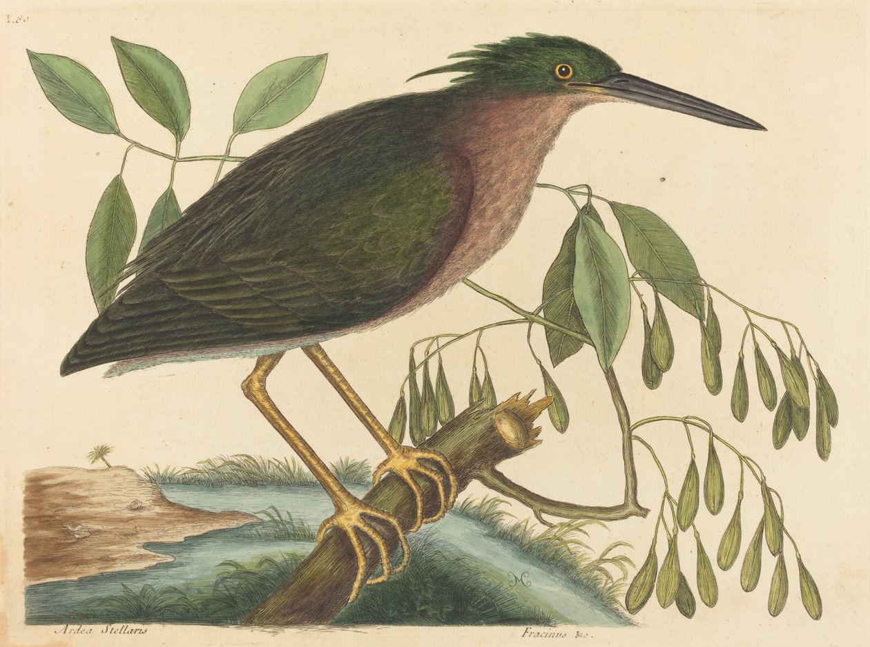 The Small Bittern Ardea virescens, utgitt 1754. av Mark Catesby