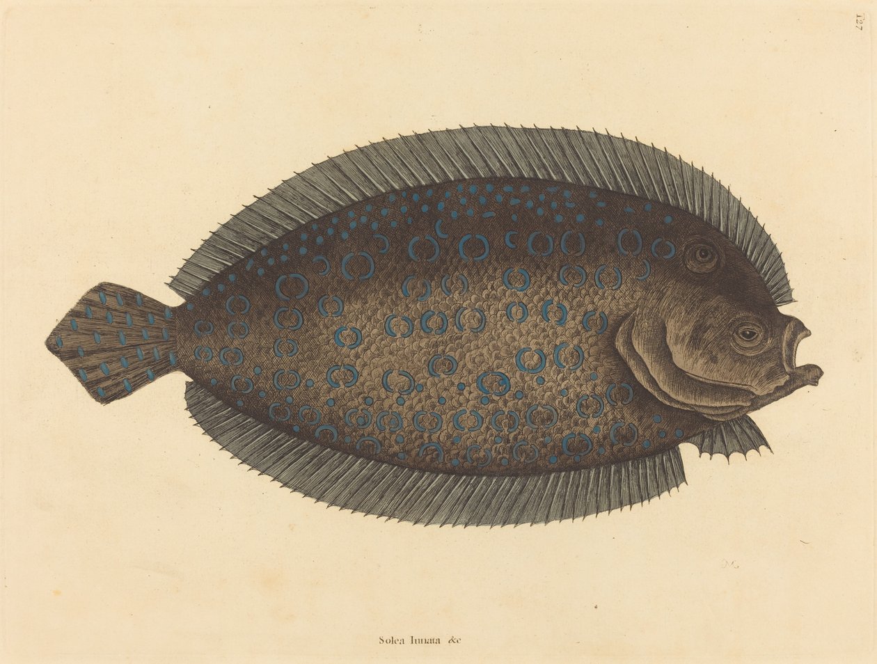 Sålen (Pleuronectes lunatus) av Mark Catesby