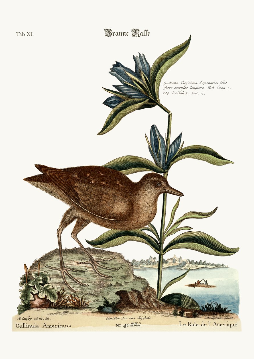 The Soree, 1749-73 av Mark Catesby