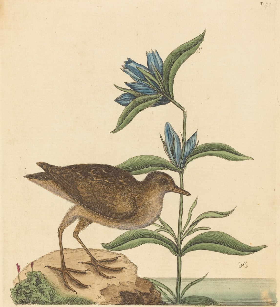 The Soree Rallus Virginianus, utgitt 1731-1743. av Mark Catesby