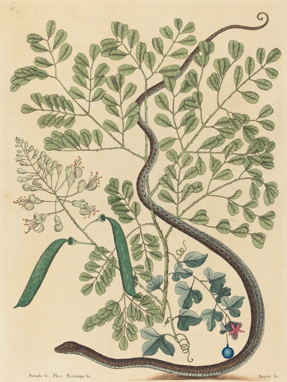 The Spotted Ribbon Snake (Coluber nebulosus?) av Mark Catesby