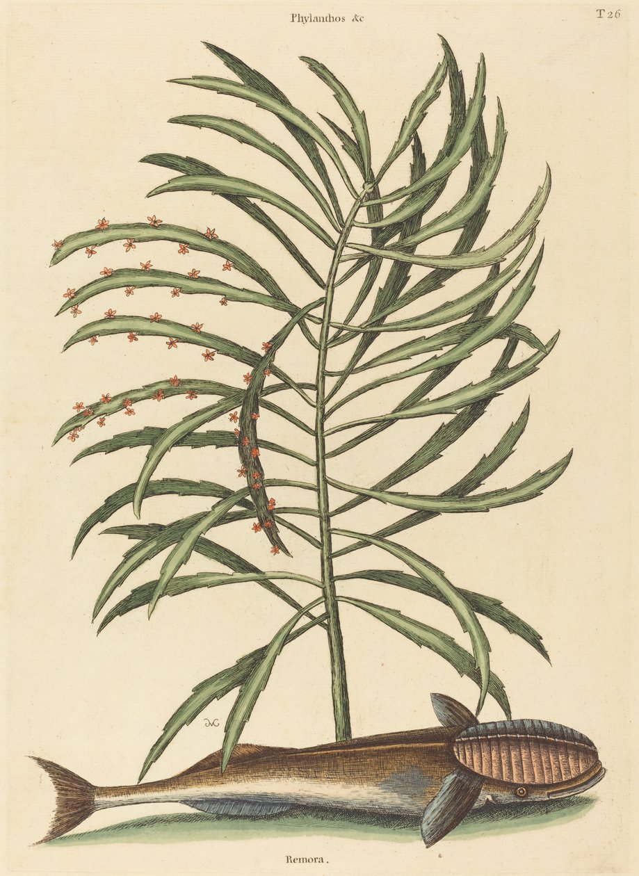Den sugende fisken Echeneis naucratis, utgitt 1731-1743. av Mark Catesby