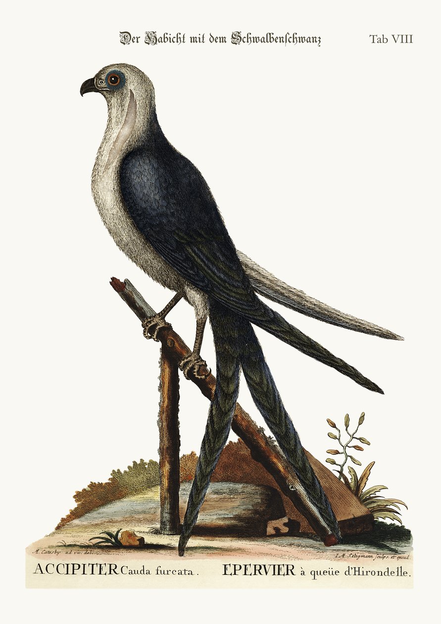 Svalehalehauken, 1749-73 av Mark Catesby