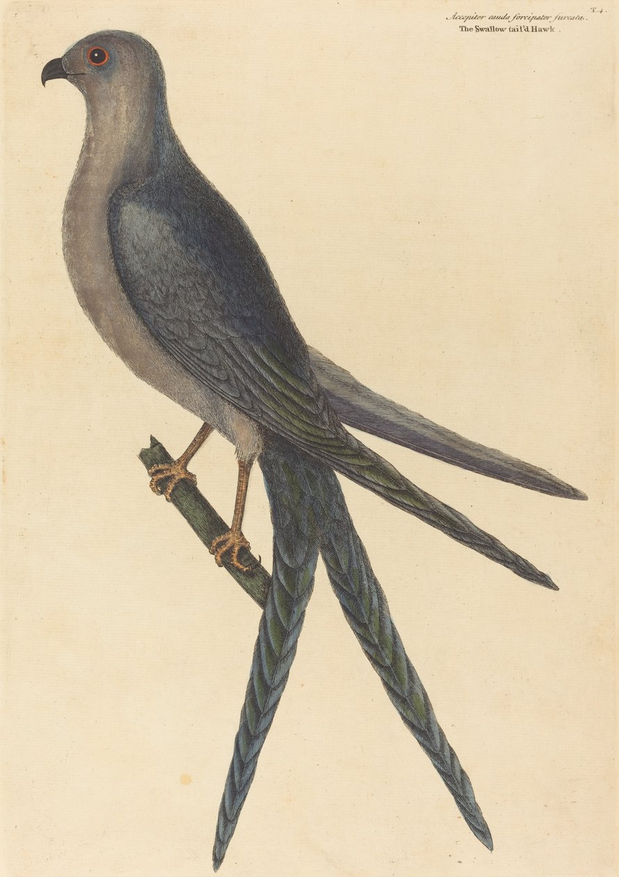 The Swallow Tail Hawk (Falco furcatus) av Mark Catesby