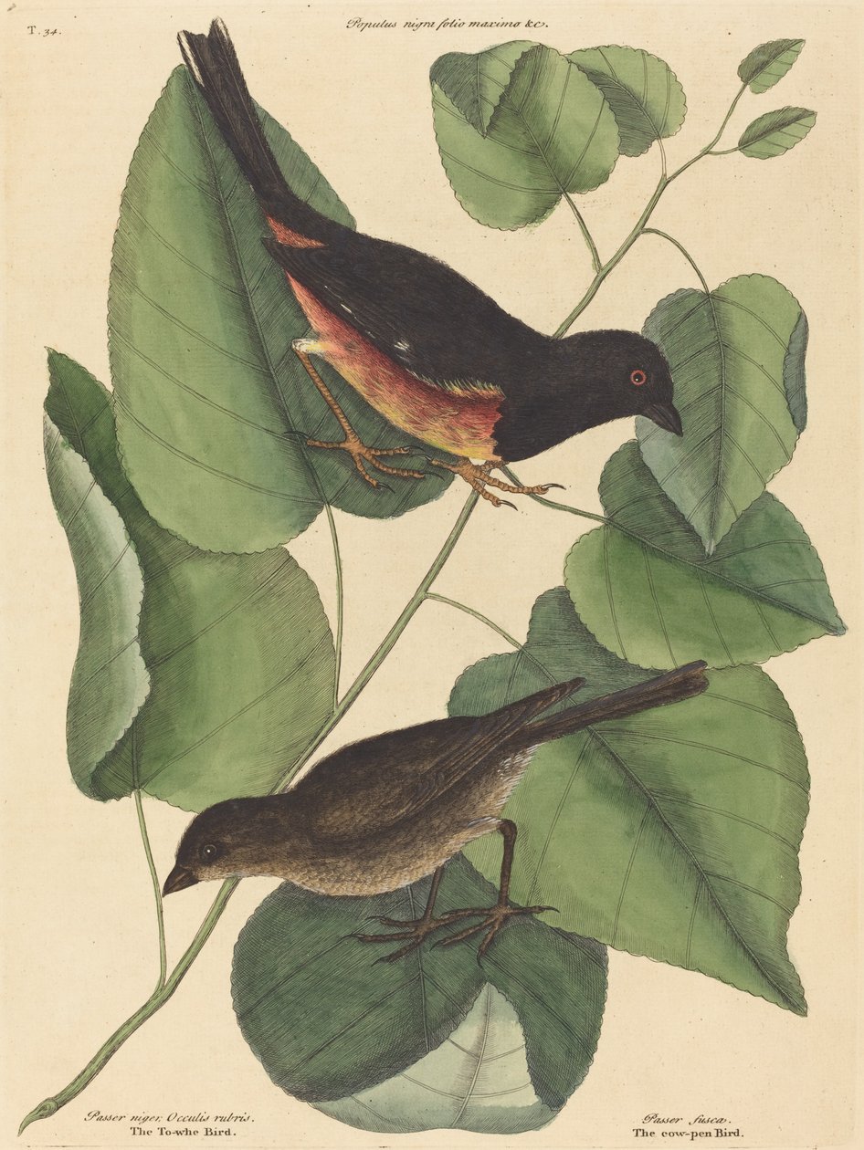 The Towhe Bird (Fringilla erythrophthalma) av Mark Catesby