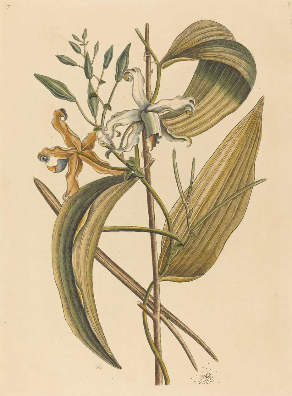 The Vanella (Forever Vanilla) av Mark Catesby