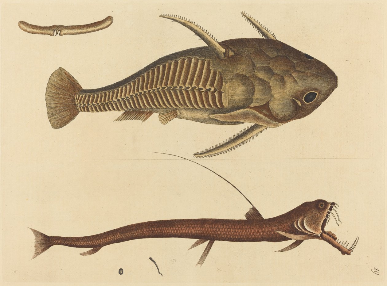 Viper-munnen (Silurus cataphractus) av Mark Catesby