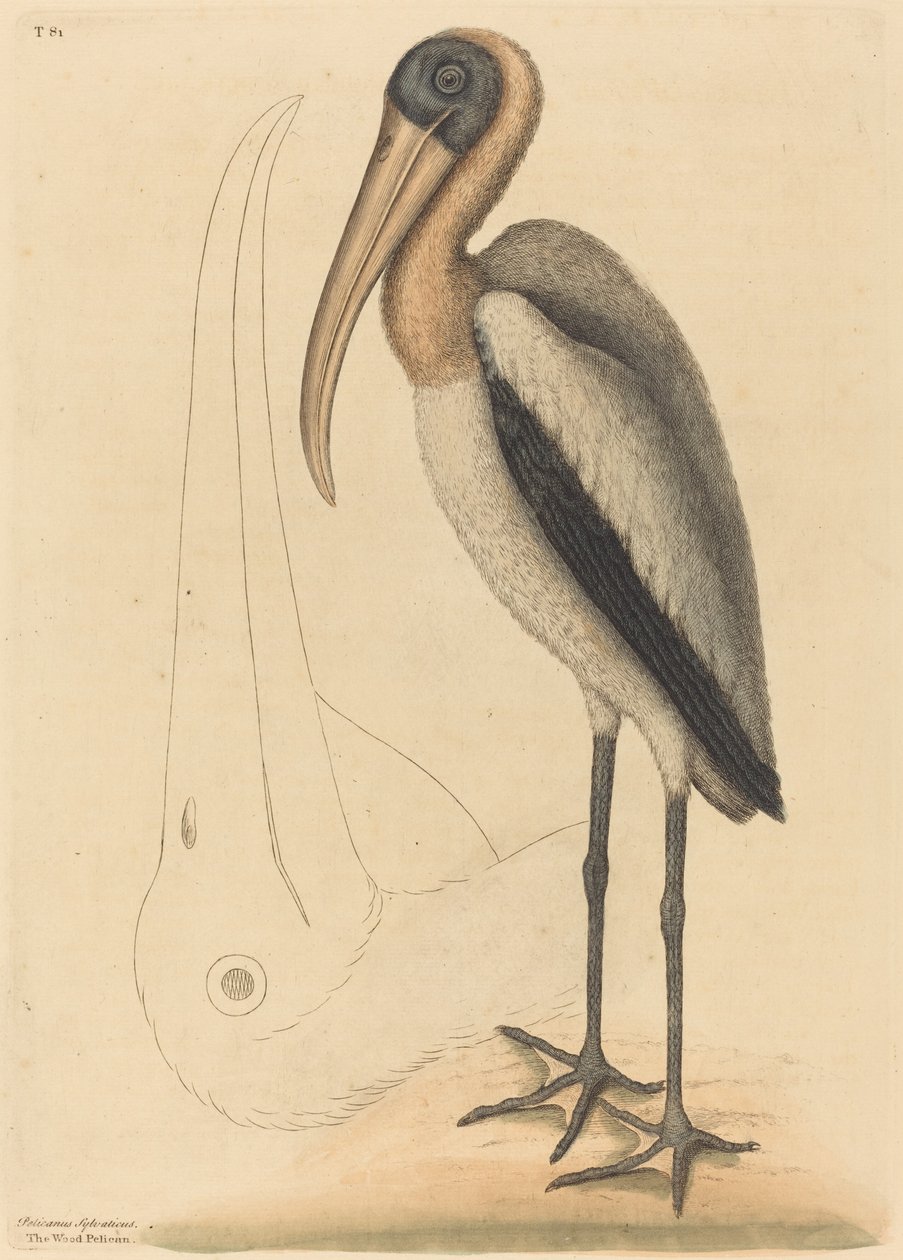 Trepelikanen (Tantalus Loculator) av Mark Catesby