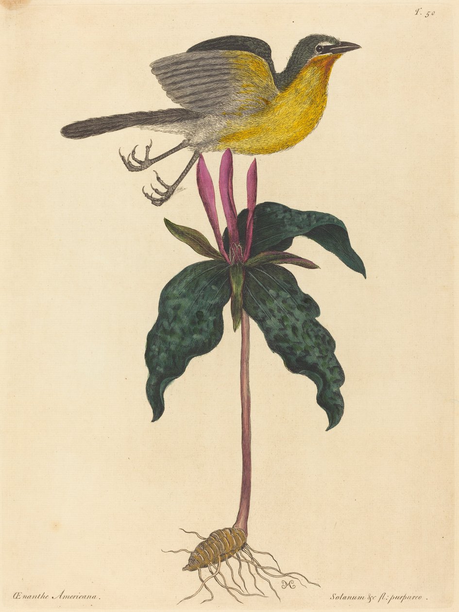 The Yellow-breasted Chat, publisert 1754. av Mark Catesby