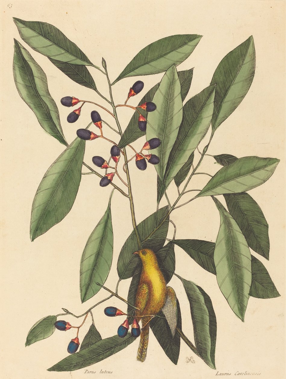 Gulmeis (Motacilla trochilus) av Mark Catesby