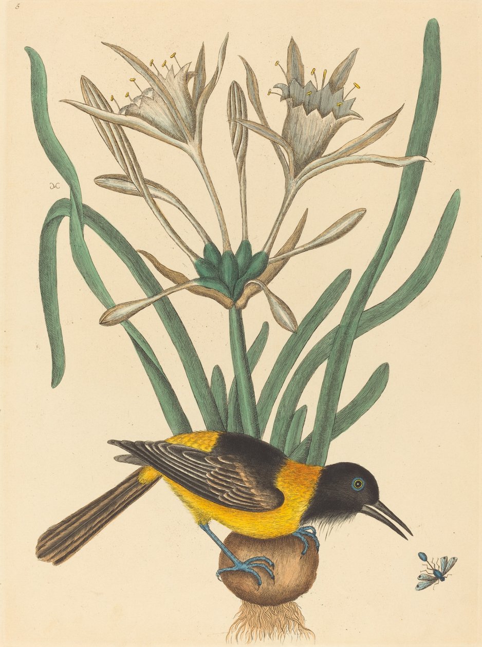 The Yellow and Black Pye (Oriolus Icterus) av Mark Catesby