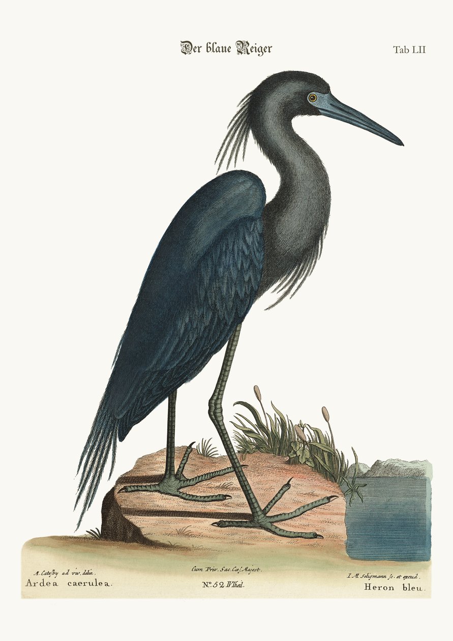 Den blå hegre, 1749-73 av Mark Catesby