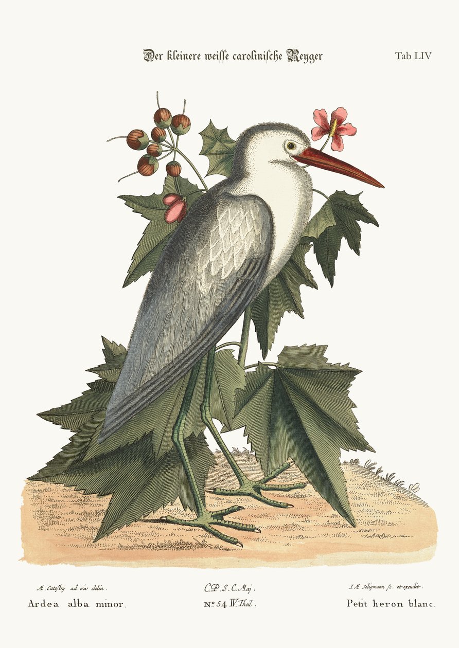 Den lille hvite hegre, 1749-73 av Mark Catesby