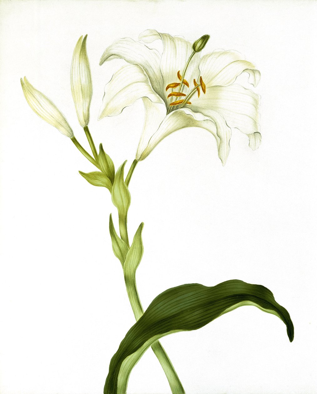Lily, ca. 1790 av Martha Tuthill