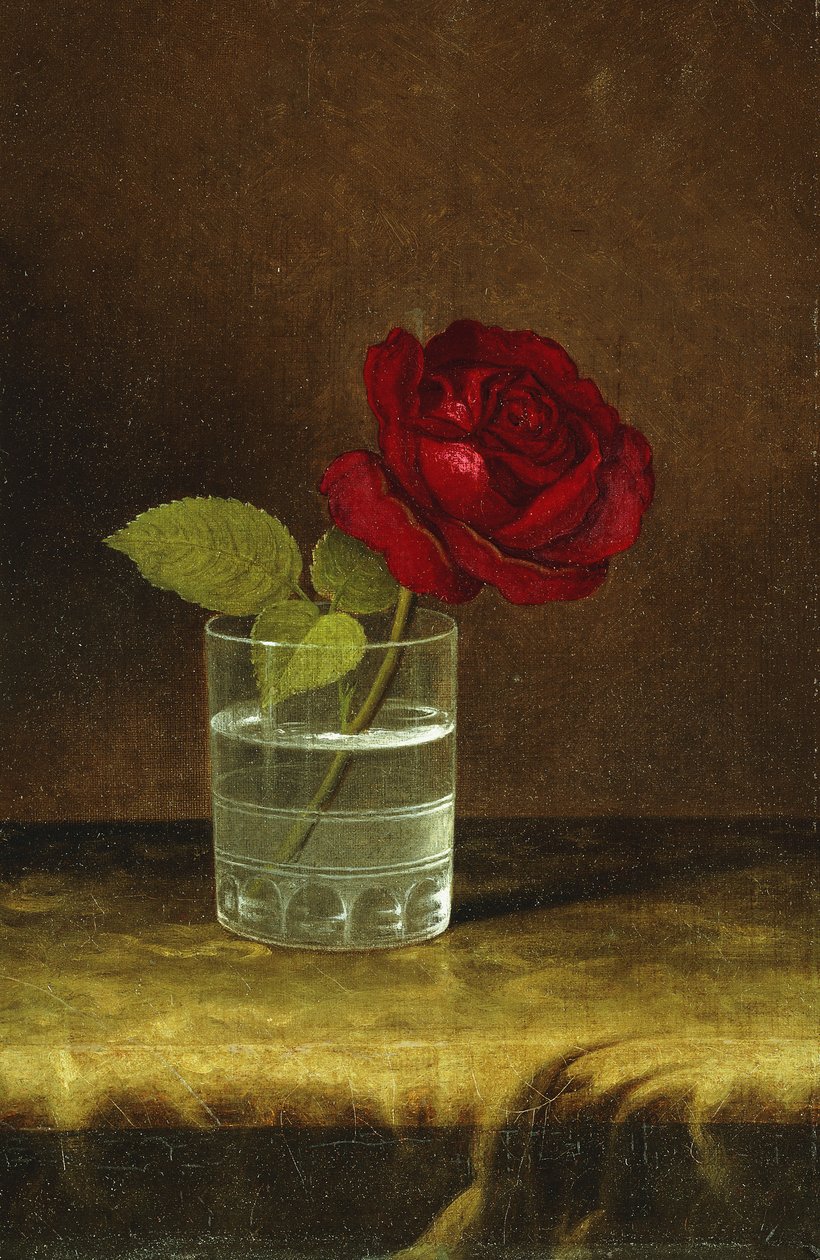 En rød rose, av Martin Johnson Heade